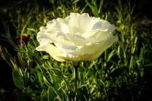 La beauté mystique du Lisianthus blanc : un symbole d’élégance et d’amour