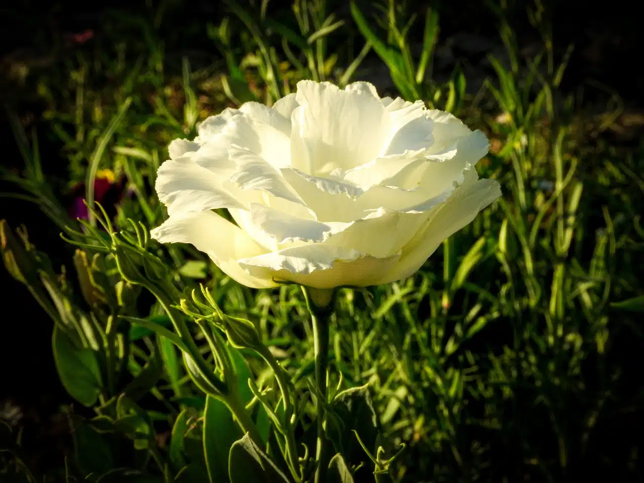 La beauté mystique du Lisianthus blanc : un symbole d’élégance et d’amour