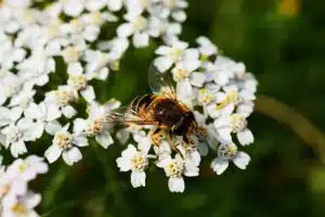 Attirer les abeilles dans votre jardin : Les meilleures plantes mellifères à privilégier