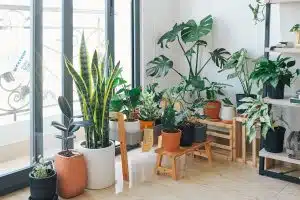 Les plantes d’intérieur les plus simples à prendre soin de