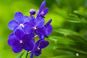 Pourquoi une orchidée est-elle bleue ?