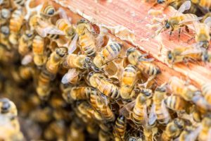 Rucher des abeilles : trouvez la ruche parfaite pour vous