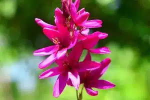 Comment planter les fleurs « terreur des taupes » (incarvillea delavayi) ?