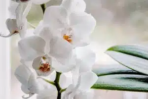 Comment vivent les orchidées ?
