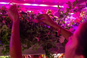 LED horticole professionnel : incontournable pour la culture de plantes en intérieur