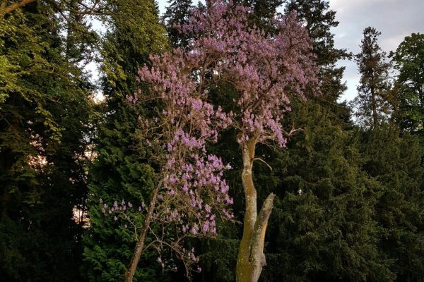 Les utilisations surprenantes du bois de Paulownia